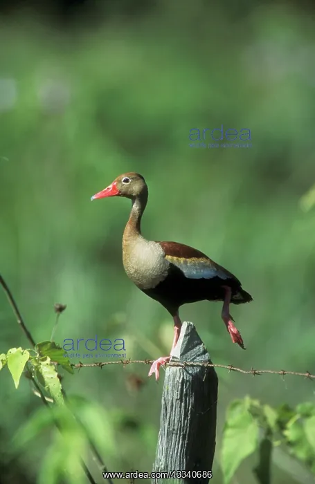 : Black-bellied WHISTLING / Black-bellied Tree DUCK : Black-bellied WHISTLING / Black-bellied Tree DUCK