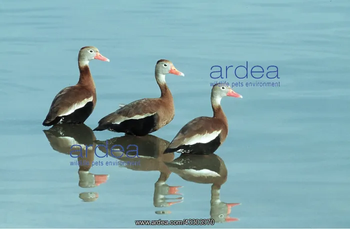 : Black-bellied WHISTLING / Black-bellied Tree DUCKS : Black-bellied WHISTLING / Black-bellied Tree DUCKS