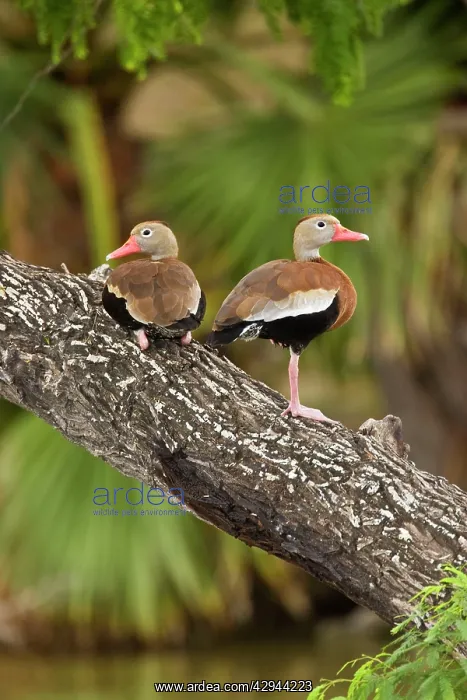 : Black-bellied Whistling Duck : Black-bellied Whistling Duck