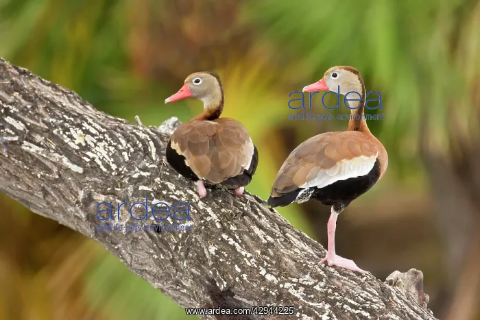 : Black-bellied Whistling Duck : Black-bellied Whistling Duck