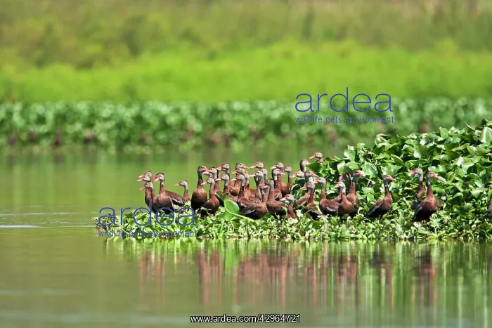 : Black-bellied Whistling Duck : Black-bellied Whistling Duck