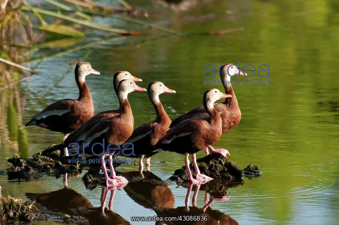 : Black-bellied Whistling Duck : Black-bellied Whistling Duck