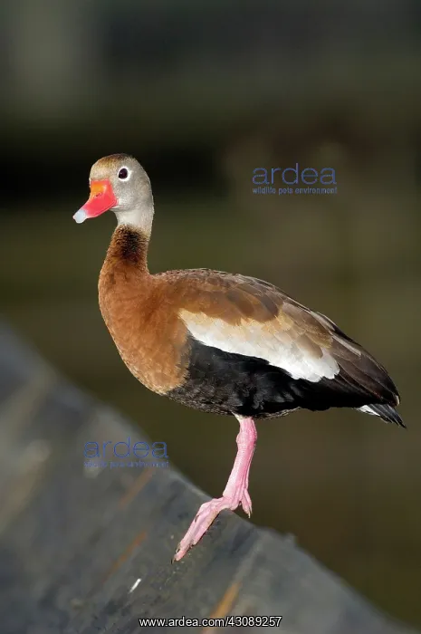 : Black-bellied Whistling Duck : Black-bellied Whistling Duck