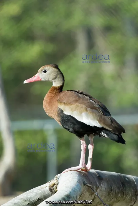 : Black-bellied Whistling-Duck : Black-bellied Whistling-Duck