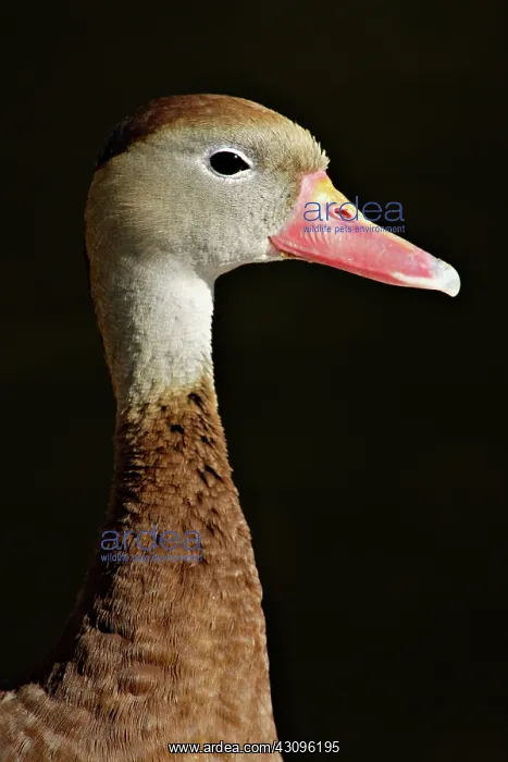 : Black-bellied Whistling Duck : Black-bellied Whistling Duck