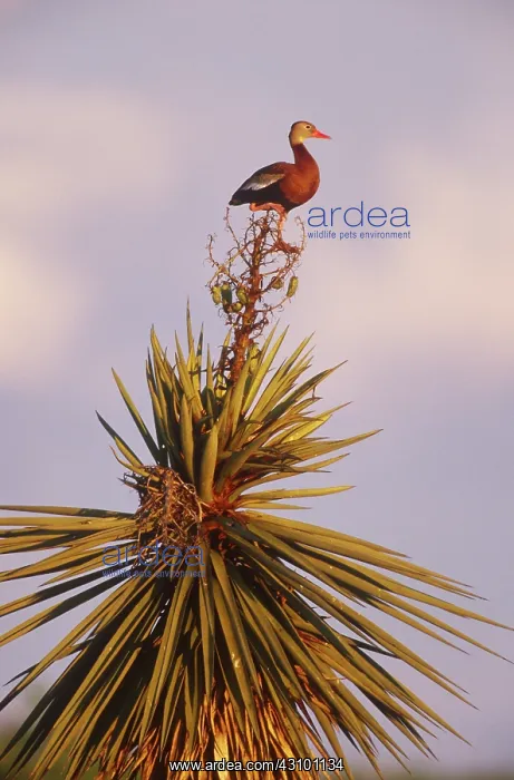 : Black-bellied Whistling Duck : Black-bellied Whistling Duck