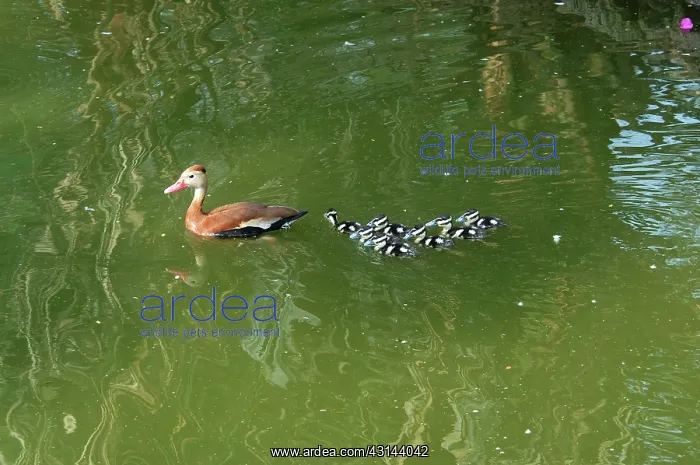 : Black-bellied Whistling-Duck with brood : Black-bellied Whistling-Duck with brood