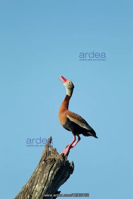 : Black-bellied Whistling Duck - calling from tree : Black-bellied Whistling Duck - calling from tree