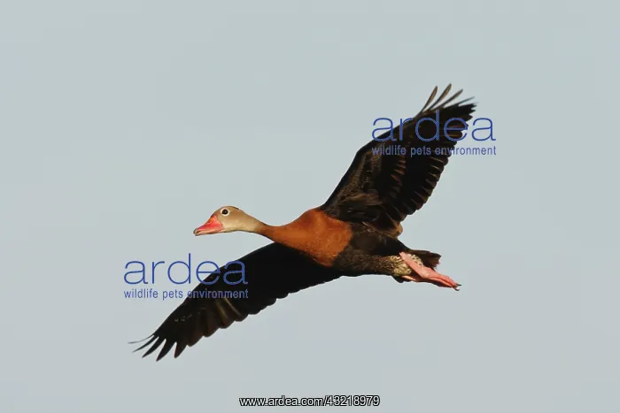 : Black-bellied Whistling Duck (Dendrocygna : Black-bellied Whistling Duck (Dendrocygna