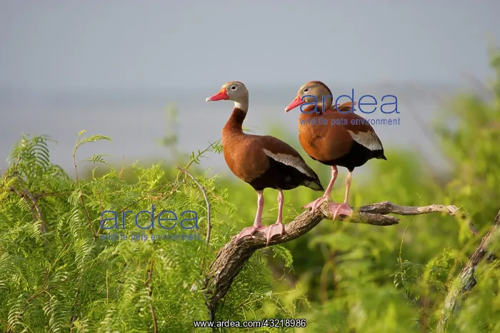 : Black-bellied Whistling Duck (Dendrocygna : Black-bellied Whistling Duck (Dendrocygna
