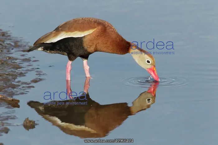 : Black-bellied Whistling Duck - drinking : Black-bellied Whistling Duck - drinking