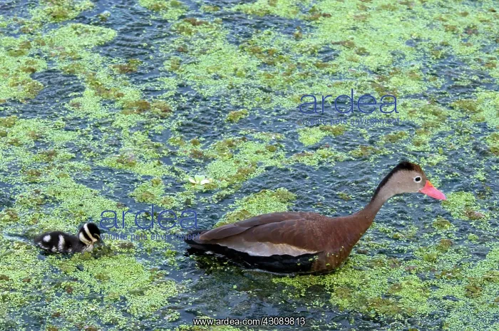 : Black-Bellied Whistling-Duck and Duckling : Black-Bellied Whistling-Duck and Duckling
