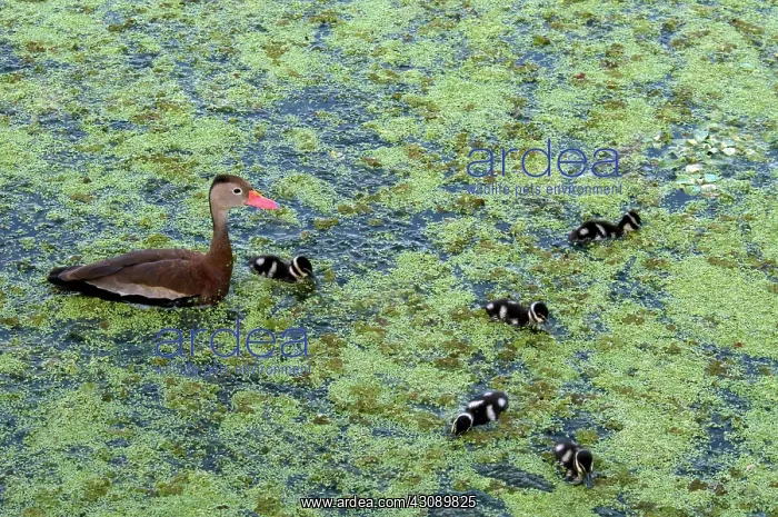: Black-Bellied Whistling-Duck and Ducklings : Black-Bellied Whistling-Duck and Ducklings