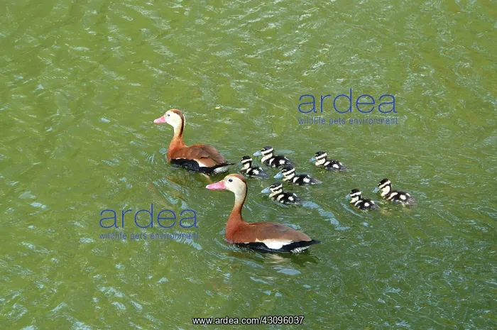 : Black-bellied Whistling-Duck family : Black-bellied Whistling-Duck family