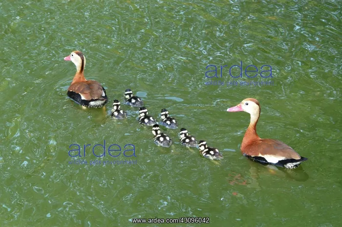 : Black-bellied Whistling-Duck family : Black-bellied Whistling-Duck family