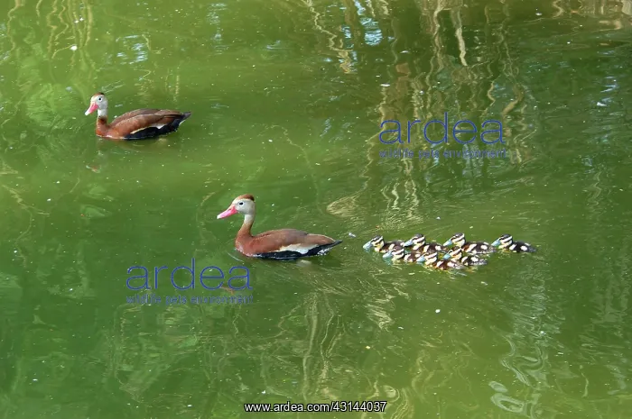 : Black-bellied Whistling-Duck family : Black-bellied Whistling-Duck family