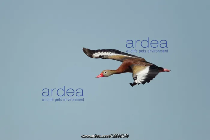 : Black-bellied Whistling Duck - in flight : Black-bellied Whistling Duck - in flight