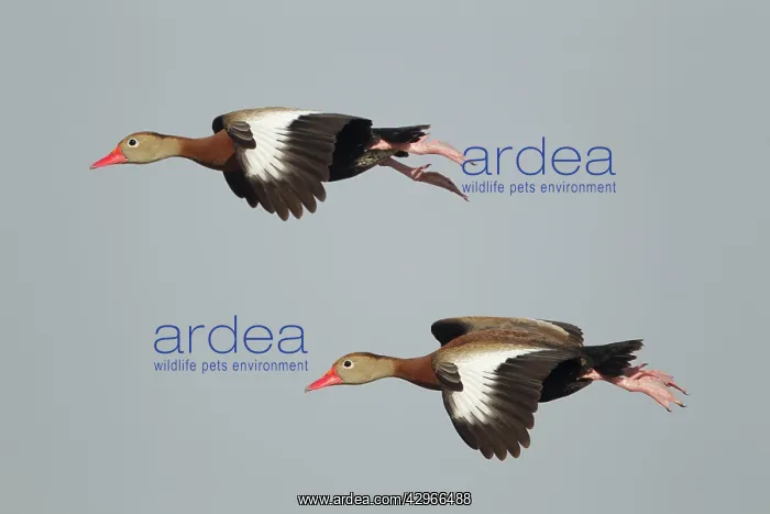 : Black-bellied Whistling Duck - in flight : Black-bellied Whistling Duck - in flight