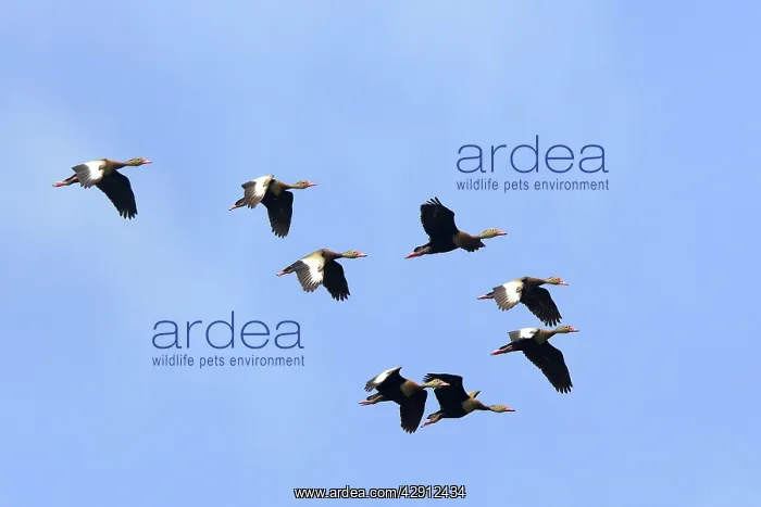 : Black-bellied Whistling-Duck - flock in flight : Black-bellied Whistling-Duck - flock in flight