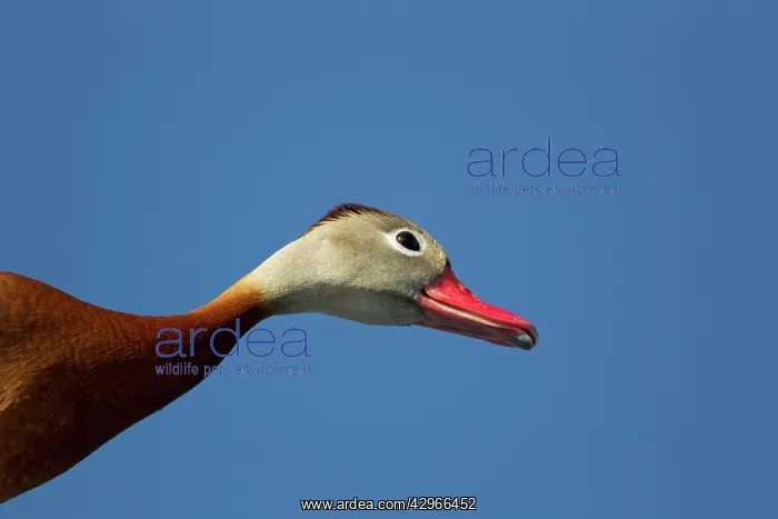 : Black-bellied Whistling Duck - head shot : Black-bellied Whistling Duck - head shot