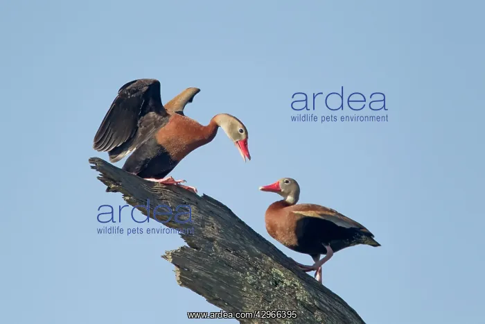 : Black-bellied Whistling Duck - pair on tree : Black-bellied Whistling Duck - pair on tree