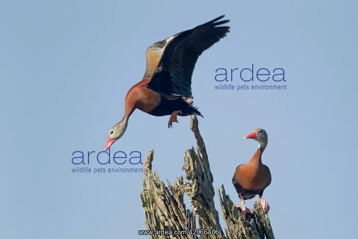 : Black-bellied Whistling Duck - pair on tree, with : Black-bellied Whistling Duck - pair on tree, with
