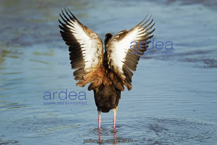 : Black-bellied Whistling Duck - preening : Black-bellied Whistling Duck - preening