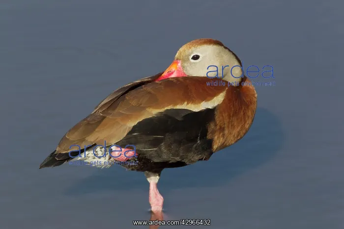 : Black-bellied Whistling Duck - sleeping : Black-bellied Whistling Duck - sleeping