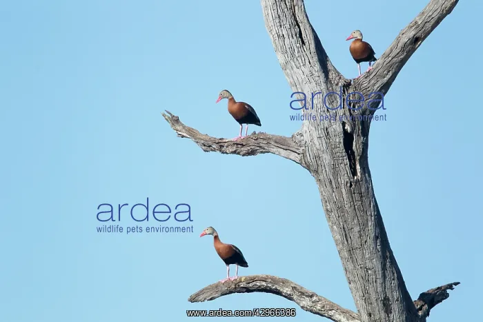 : Black-bellied Whistling Duck - on tree : Black-bellied Whistling Duck - on tree