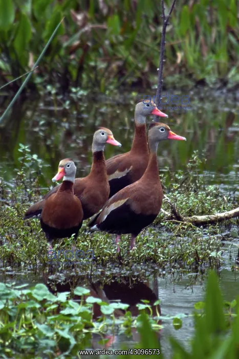 : Black-bellied Whistling-ducks : Black-bellied Whistling-ducks