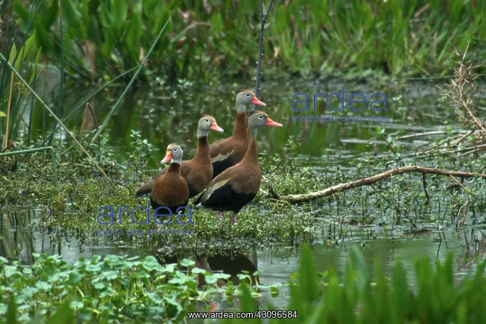 : Black-bellied Whistling-ducks : Black-bellied Whistling-ducks