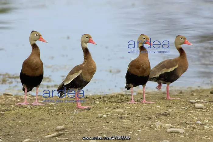 : Black-bellied Whistling Ducks : Black-bellied Whistling Ducks