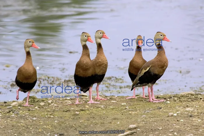 : Black-bellied Whistling Ducks : Black-bellied Whistling Ducks