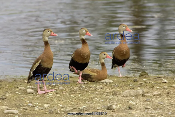 : Black-bellied Whistling Ducks : Black-bellied Whistling Ducks