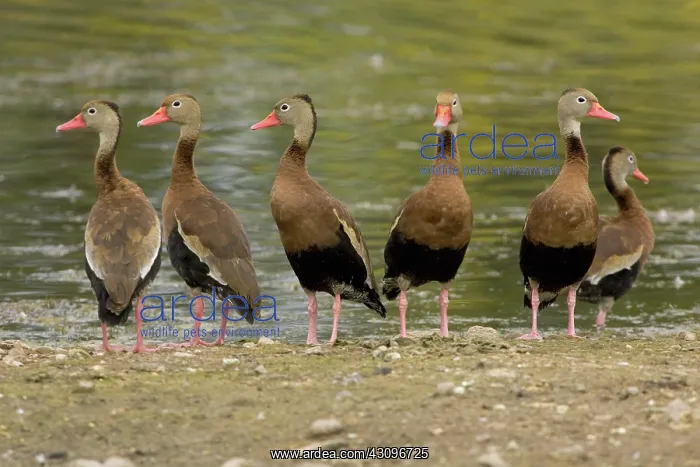: Black-bellied Whistling Ducks : Black-bellied Whistling Ducks