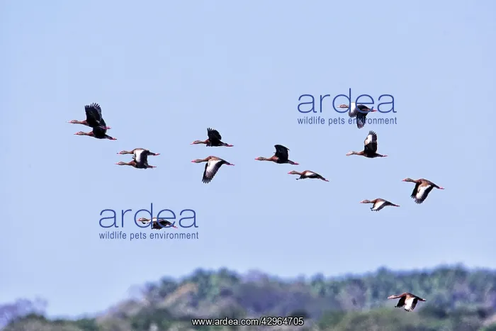 : Black-bellied Whistling Ducks in flight : Black-bellied Whistling Ducks in flight