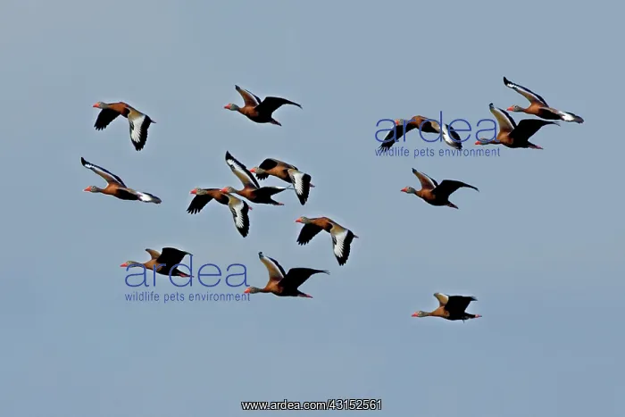 : Black-bellied Whistling Ducks in flight : Black-bellied Whistling Ducks in flight