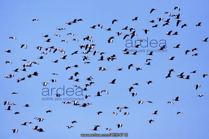 : Black-bellied Whistling Ducks - in flilght - March : Black-bellied Whistling Ducks - in flilght - March