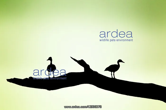: Black-bellied Whistling Ducks - silhouette on tree : Black-bellied Whistling Ducks - silhouette on tree