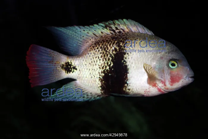 : Black Belt Cichlid - freshwaters : Black Belt Cichlid - freshwaters