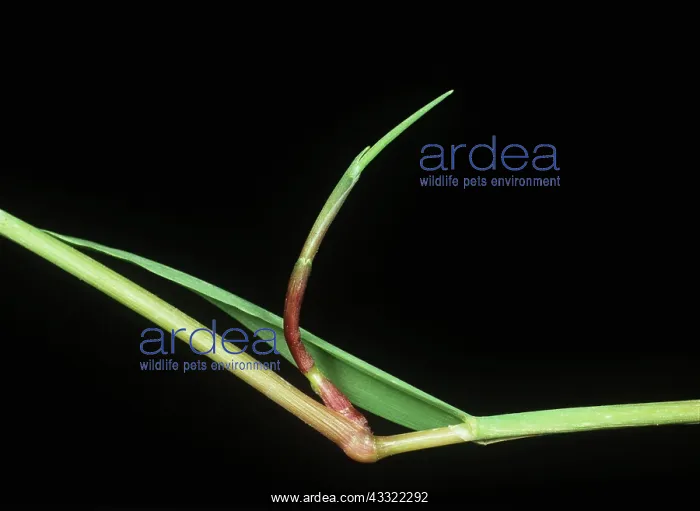 : Black bent culm node : Black bent culm node