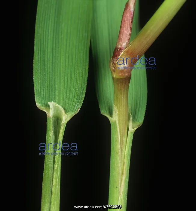 : Black bent leaf ligules : Black bent leaf ligules