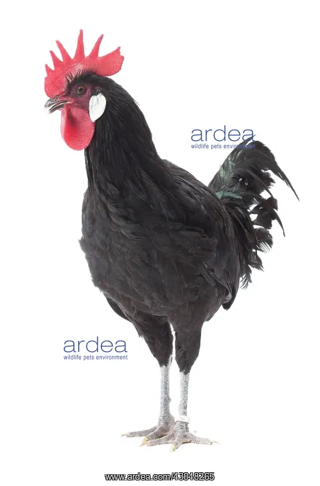 : Black Bergische Schlotterkamm Chicken Cockerel / Rooster : Black Bergische Schlotterkamm Chicken Cockerel / Rooster