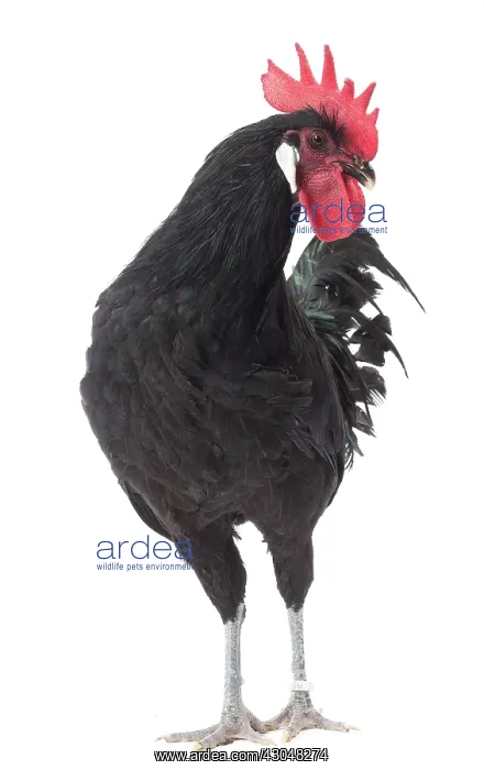 : Black Bergische Schlotterkamm Chicken Cockerel / Rooster : Black Bergische Schlotterkamm Chicken Cockerel / Rooster