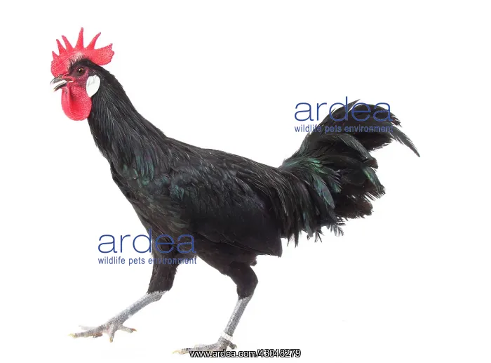 : Black Bergische Schlotterkamm Chicken Cockerel / Rooster : Black Bergische Schlotterkamm Chicken Cockerel / Rooster