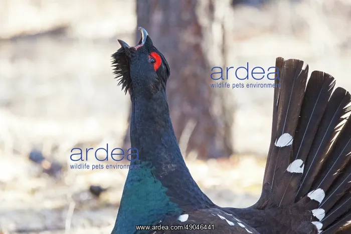 : black-billed capercaillie : black-billed capercaillie