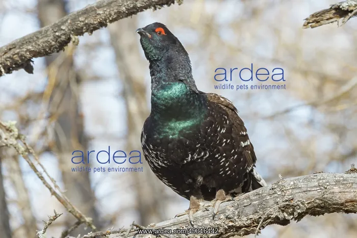 : black-billed capercaillie : black-billed capercaillie