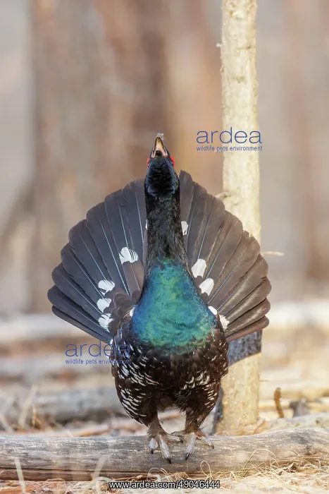 : black-billed capercaillie : black-billed capercaillie