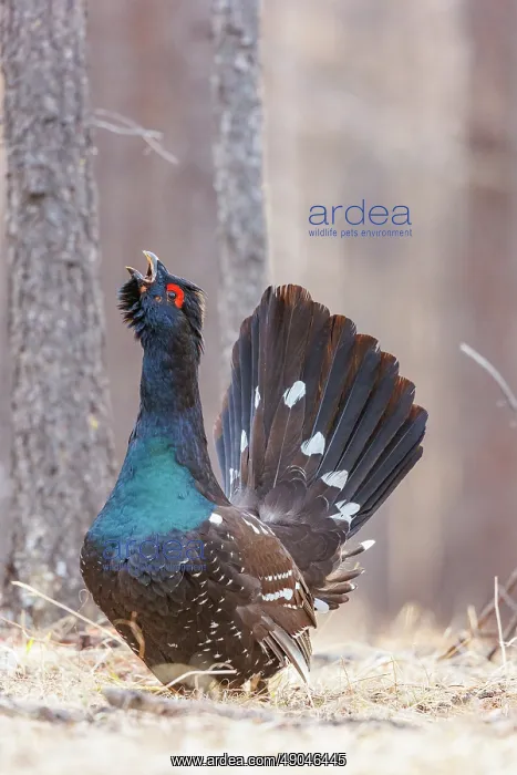 : black-billed capercaillie : black-billed capercaillie