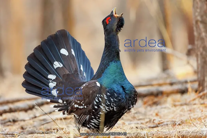 : black-billed capercaillie : black-billed capercaillie